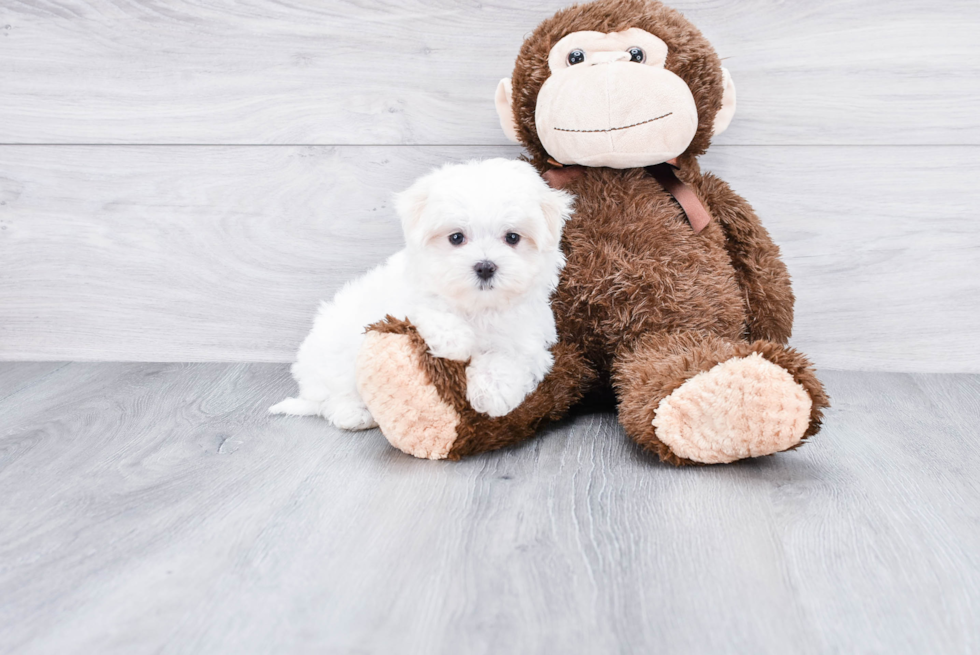 Maltese Pup Being Cute