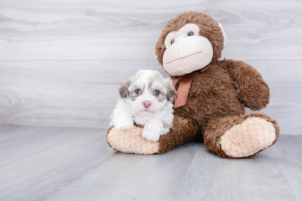 Popular Havanese Purebred Pup