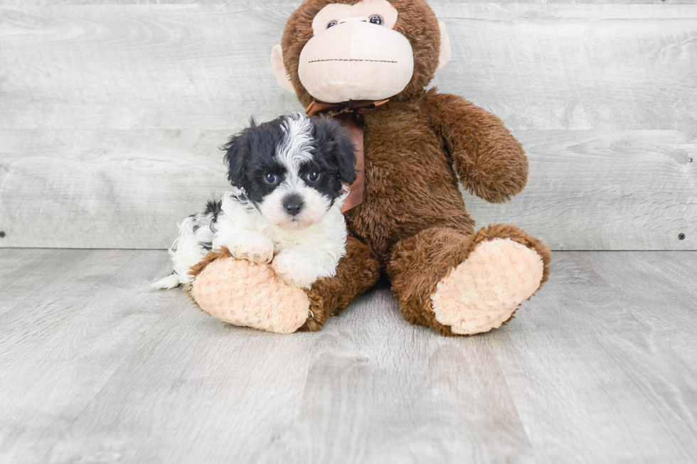 Havanese Pup Being Cute