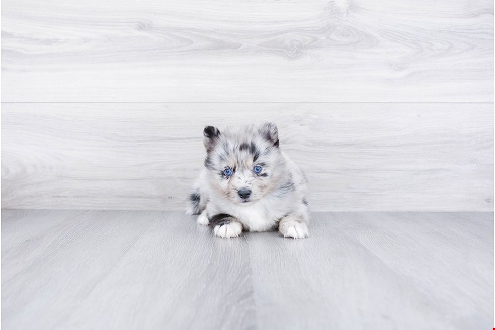 Smart Pomsky Designer Pup