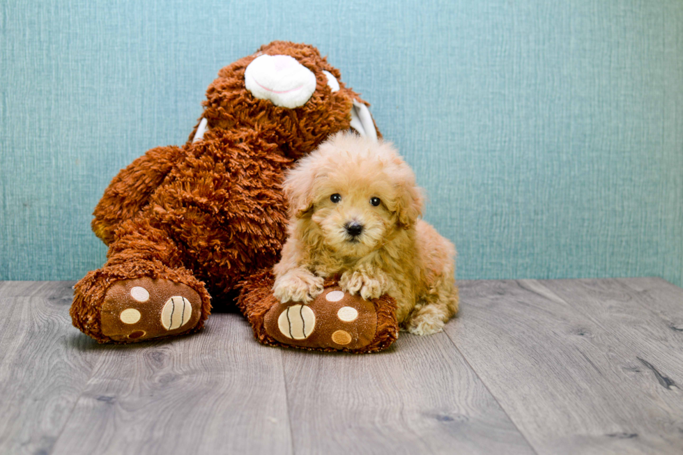 Playful Cavoodle Poodle Mix Puppy