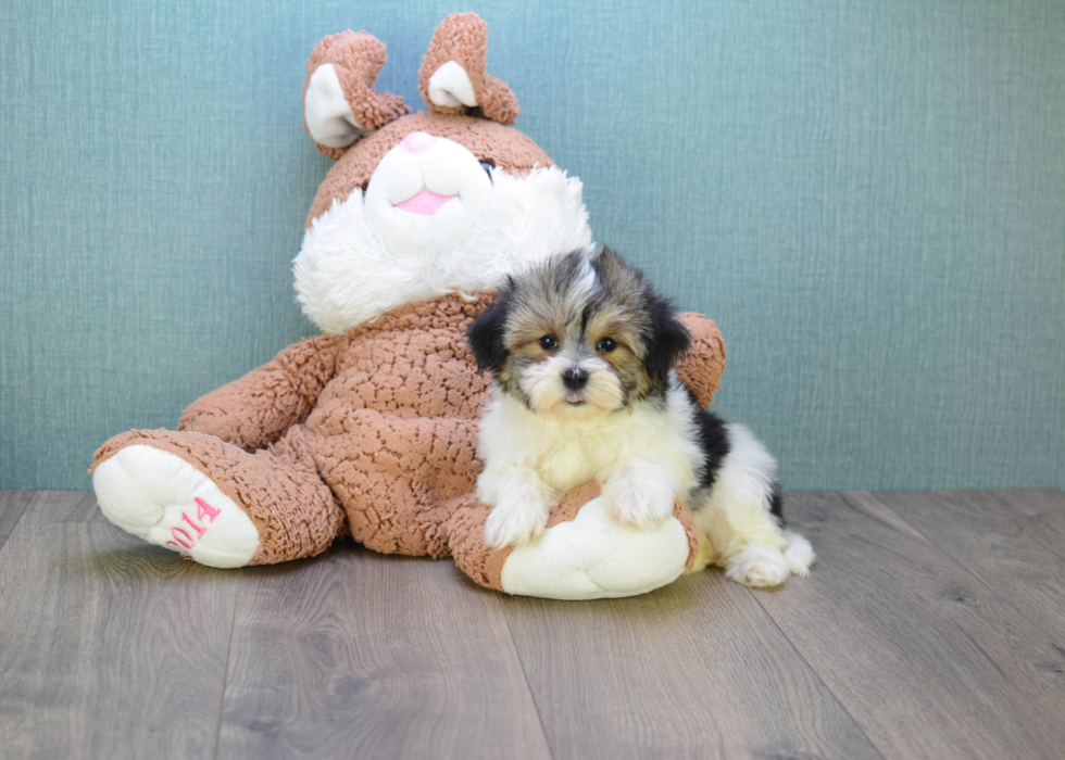 Fluffy Morkie Designer Pup