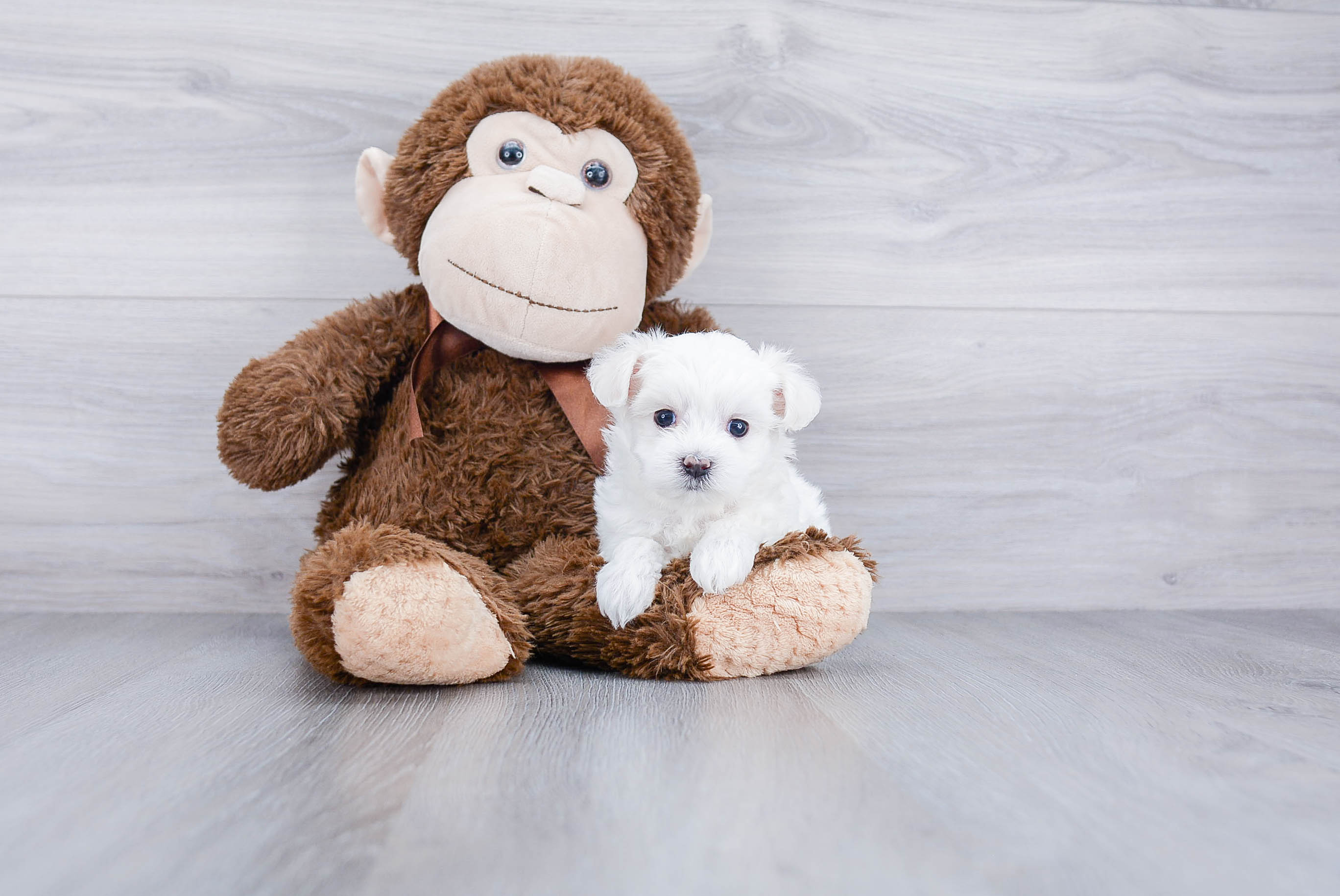 Playful Maltese Poodle Poodle Mix Puppy