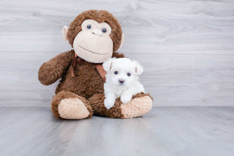 Playful Maltese Poodle Poodle Mix Puppy