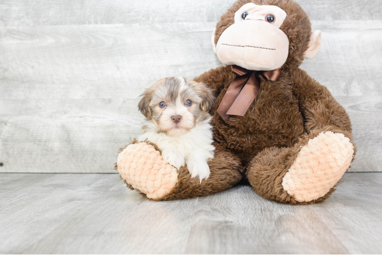 Best Havanese Baby