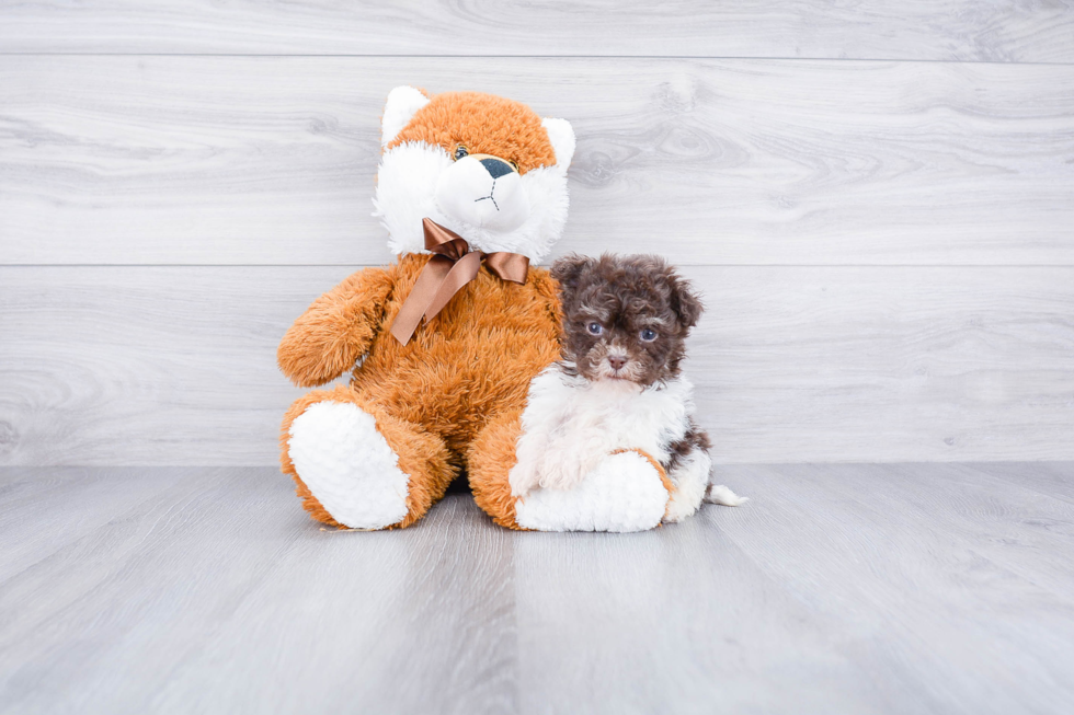 Popular Havanese Purebred Pup