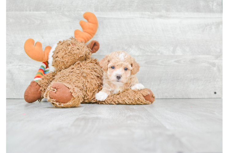 Energetic Maltepoo Poodle Mix Puppy