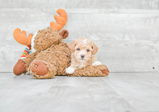 Energetic Maltepoo Poodle Mix Puppy