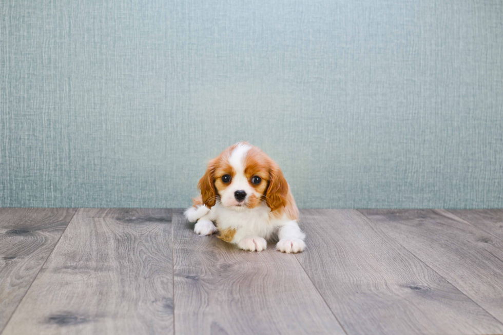 Happy Cavalier King Charles Spaniel Purebred Puppy