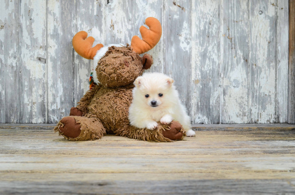 Happy Pomeranian Purebred Puppy