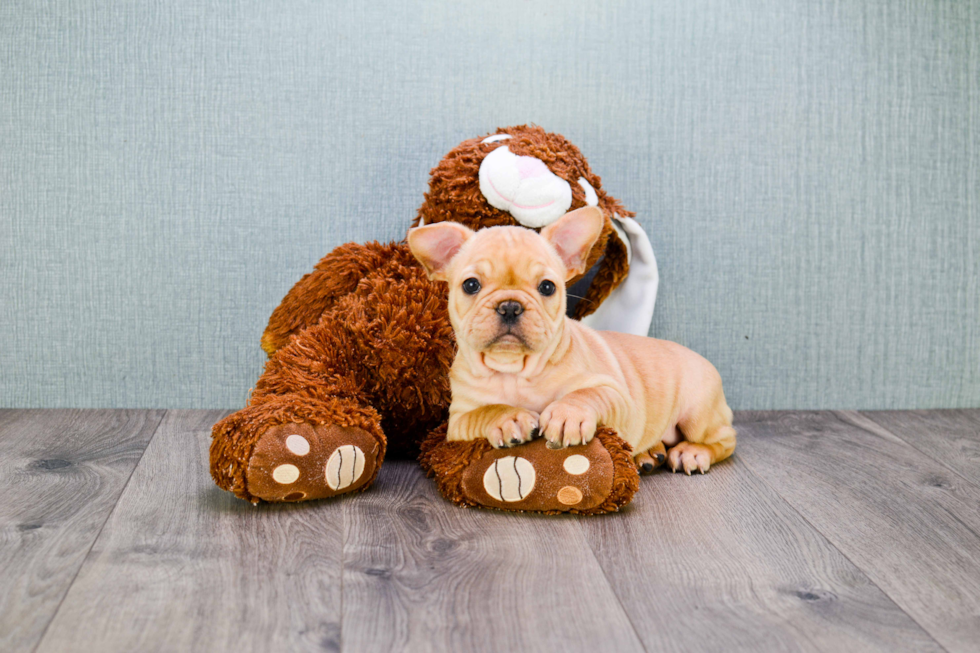 Best French Bulldog Baby