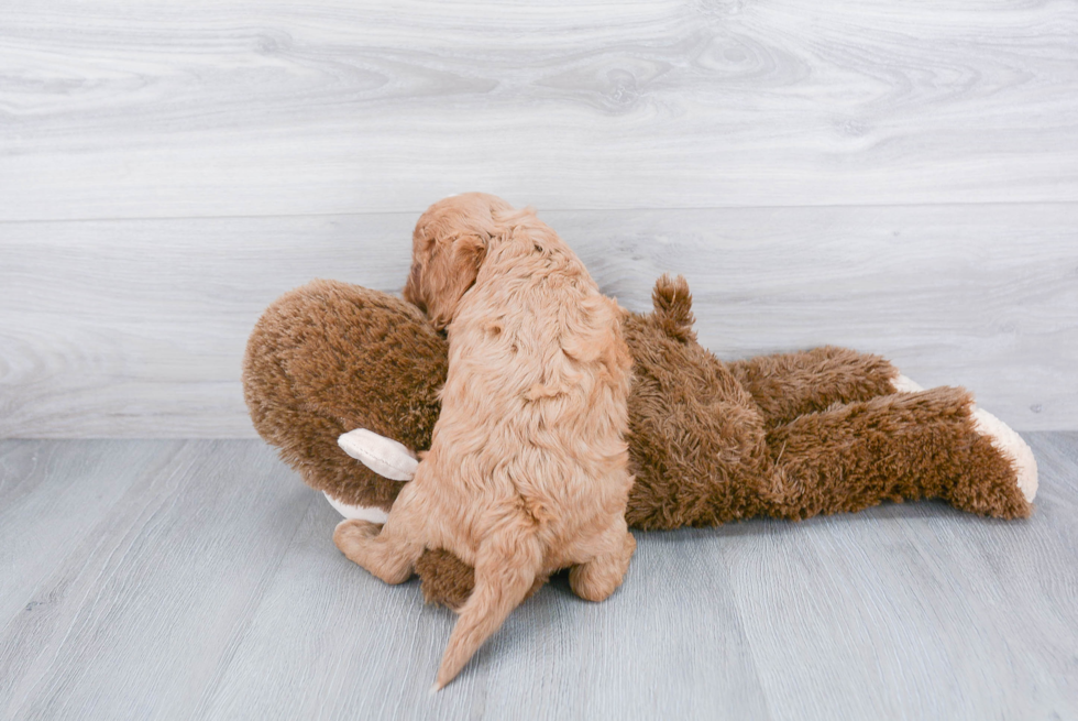 Playful Cavoodle Poodle Mix Puppy