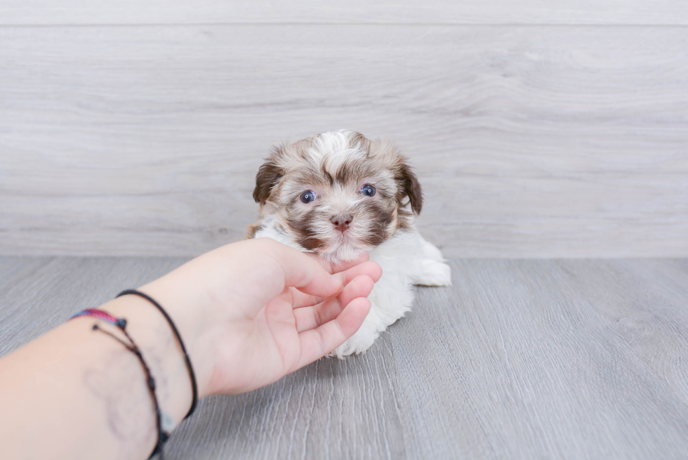 Playful Havanese Purebred Pup