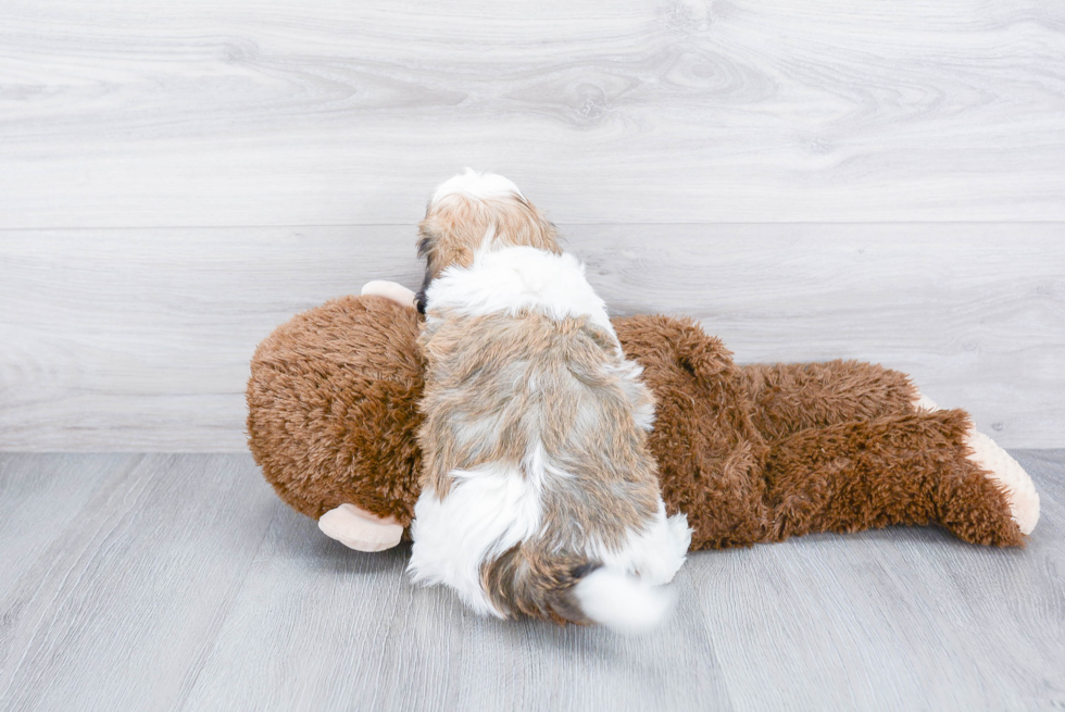 Playful Havanese Purebred Pup