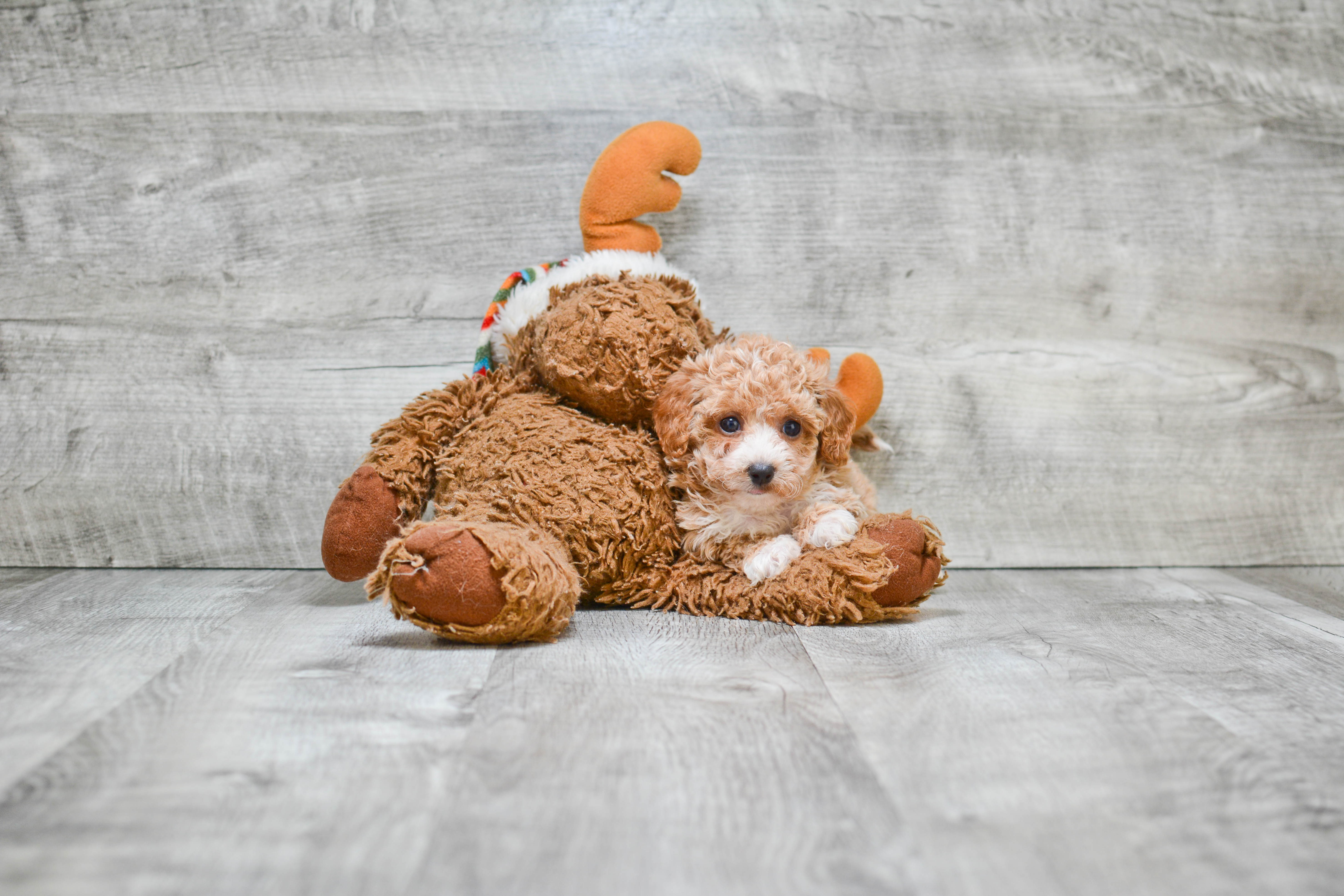 Smart Maltipoo Poodle Mix Pup