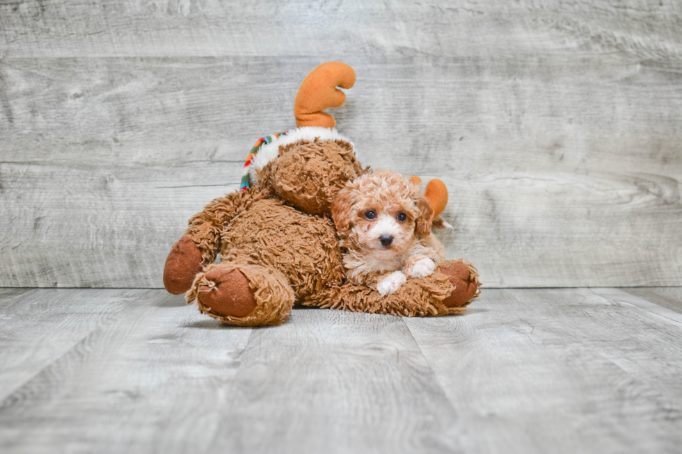 Smart Maltipoo Poodle Mix Pup