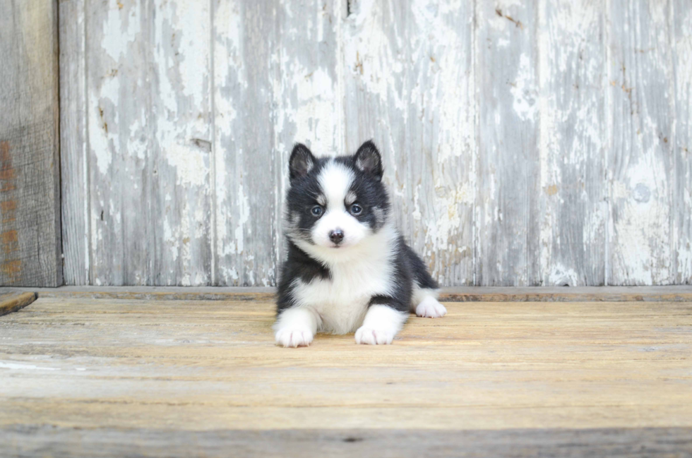 Best Pomsky Baby