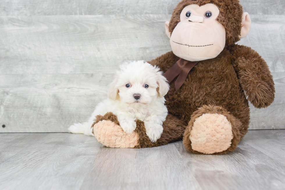 Maltipoo Pup Being Cute