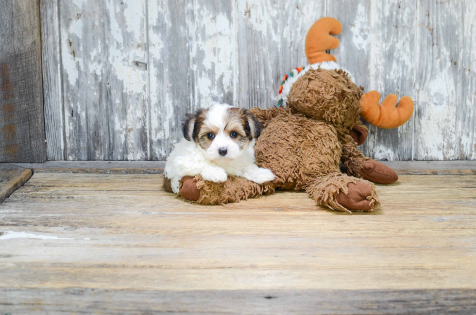 Morkie Pup Being Cute