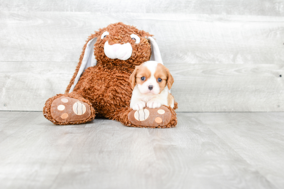 Little Cavalier King Charles Spaniel Purebred Pup