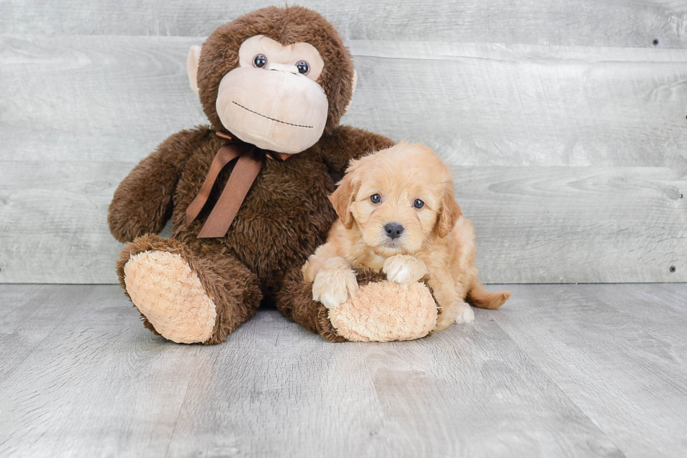 Hypoallergenic Golden Retriever Poodle Mix Puppy