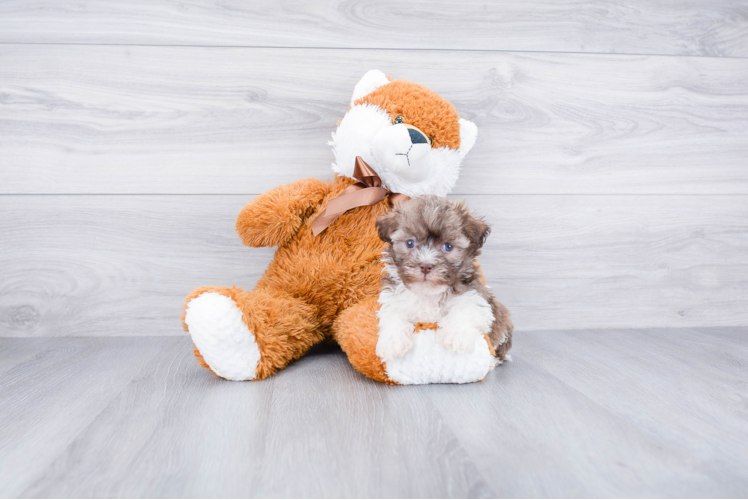 Havanese Pup Being Cute