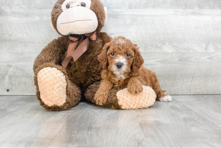 Mini Goldendoodle Pup Being Cute