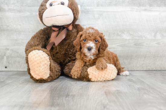 Mini Goldendoodle Pup Being Cute