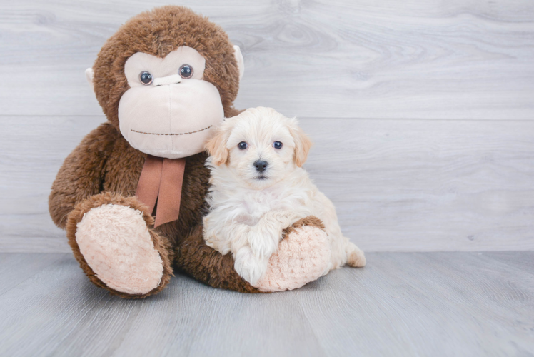 Energetic Maltepoo Poodle Mix Puppy