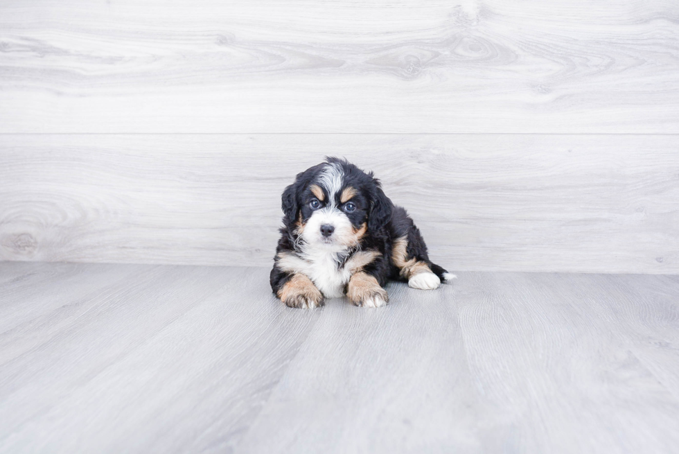 Best Mini Bernedoodle Baby