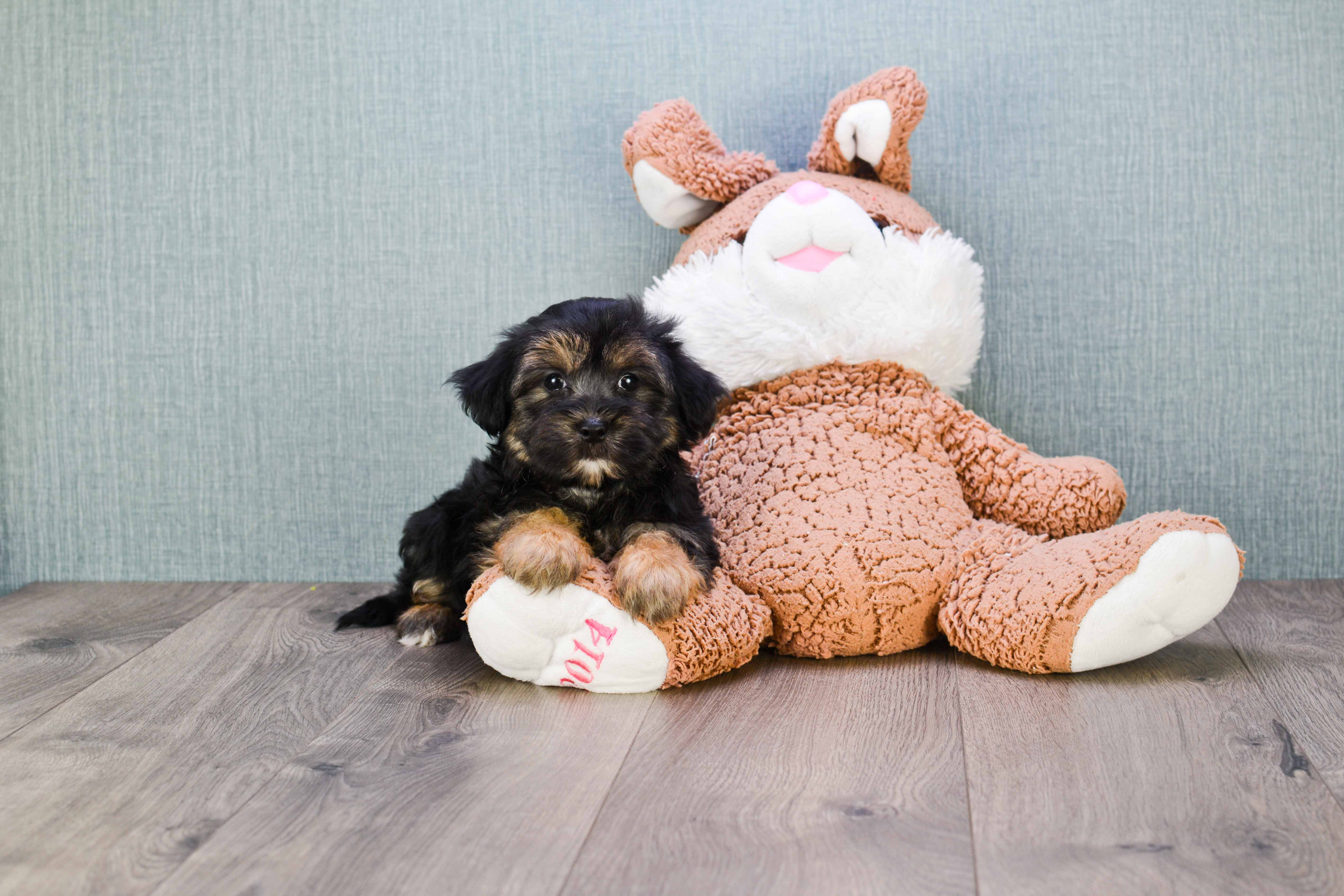 Best Morkie Baby
