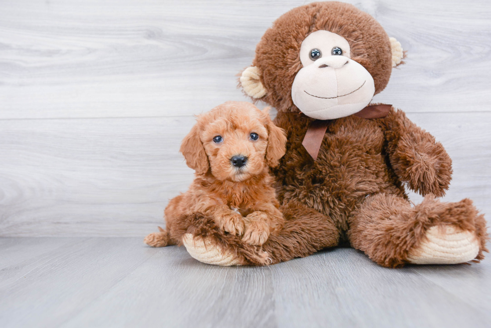 Sweet Mini Goldendoodle Baby