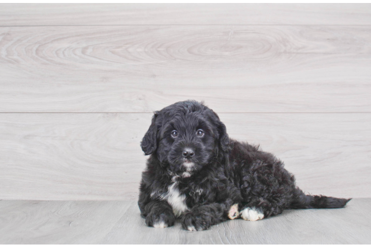 Best Mini Bernedoodle Baby