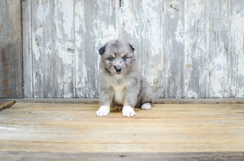 Funny Pomsky Designer Pup