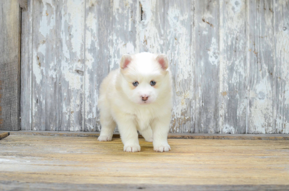 Best Pomsky Baby