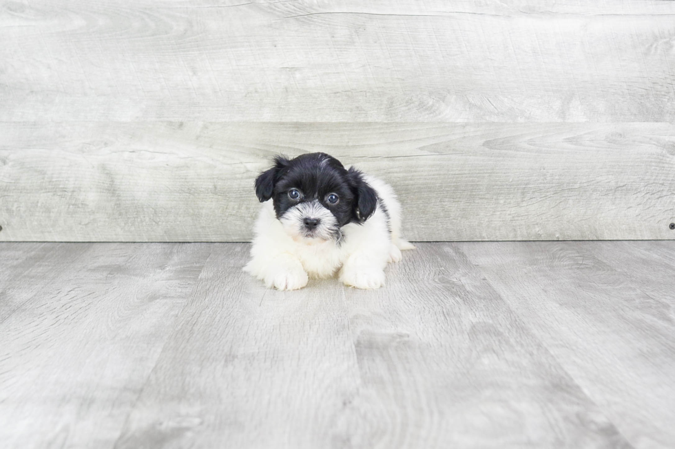 Sweet Havanese Purebred Puppy