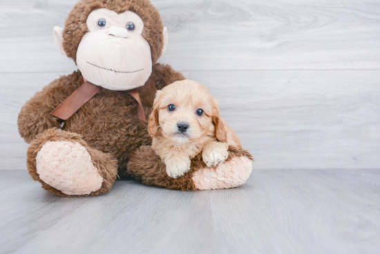 Cavachon Puppy for Adoption