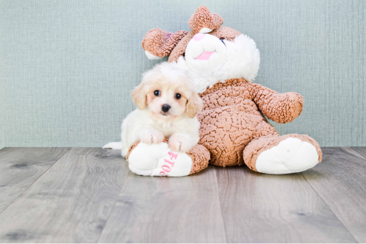 Best Cavachon Baby