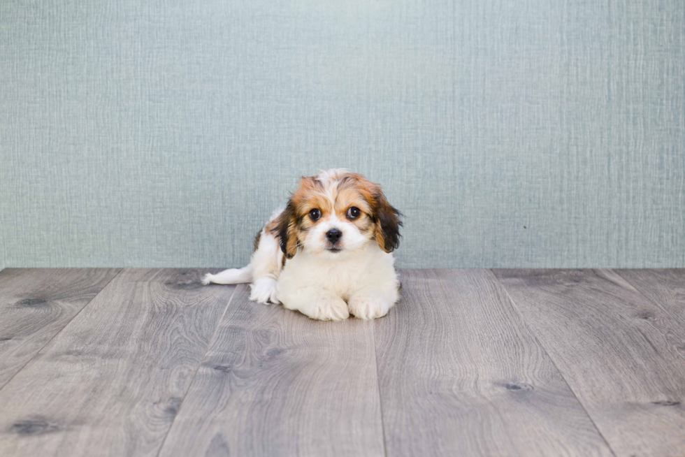 Small Cavachon Baby