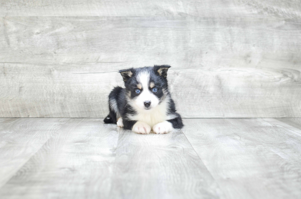 Fluffy Pomsky Designer Pup