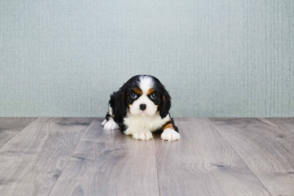 Best Cavalier King Charles Spaniel Baby