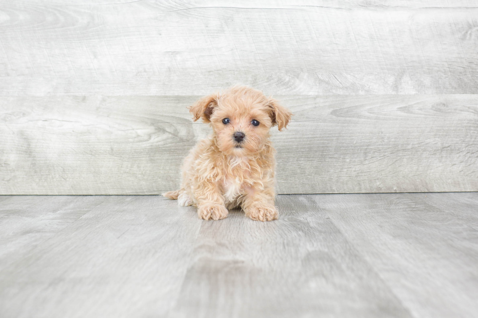 Popular Maltipoo Poodle Mix Pup