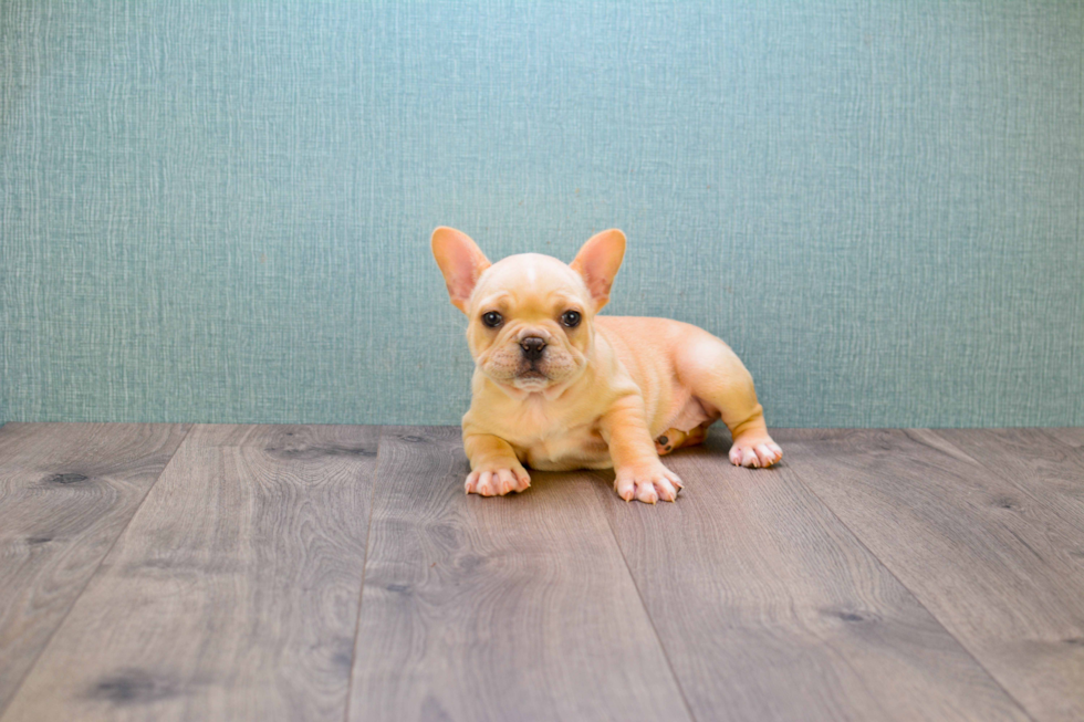 French Bulldog Puppy for Adoption