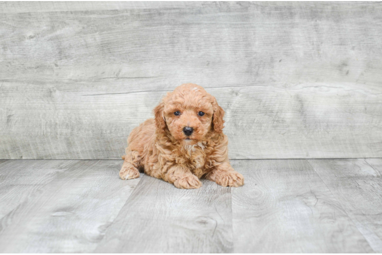 Sweet Cavapoo Baby