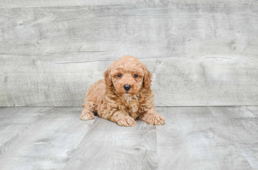Sweet Cavapoo Baby