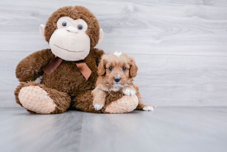 Cavapoo Pup Being Cute