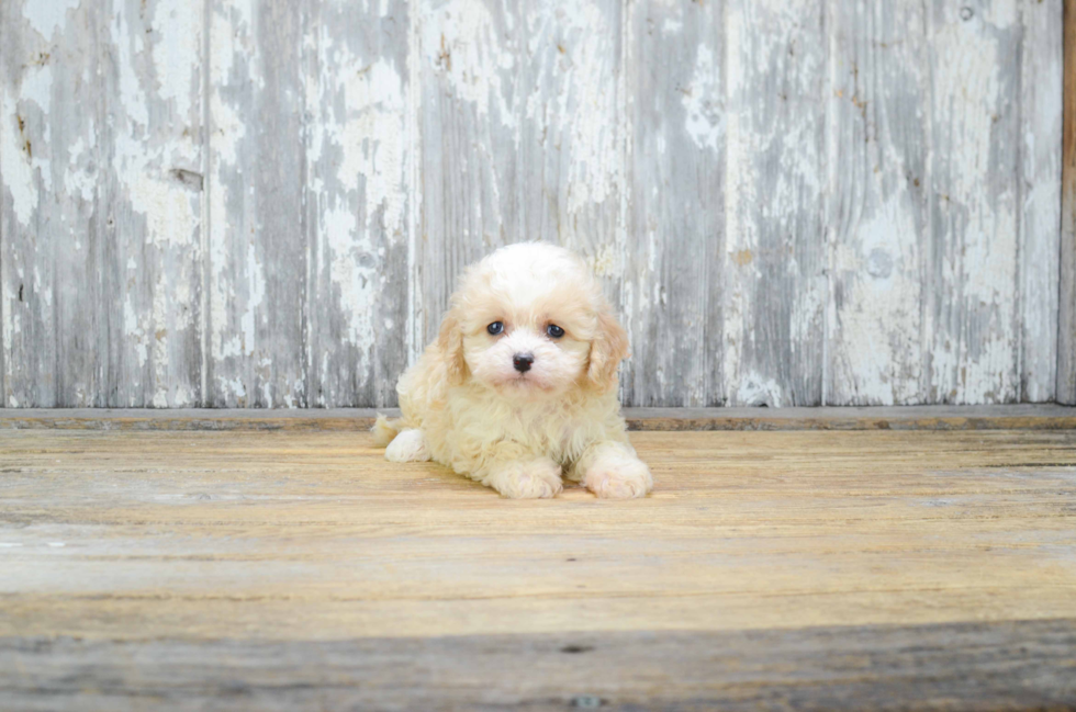 Smart Cavachon Designer Pup