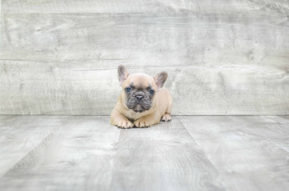 Friendly French Bulldog Baby