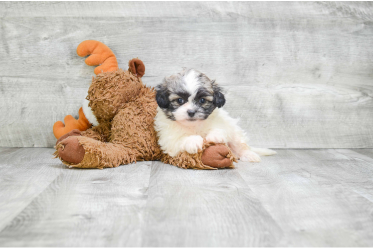 Teddy Bear Puppy for Adoption