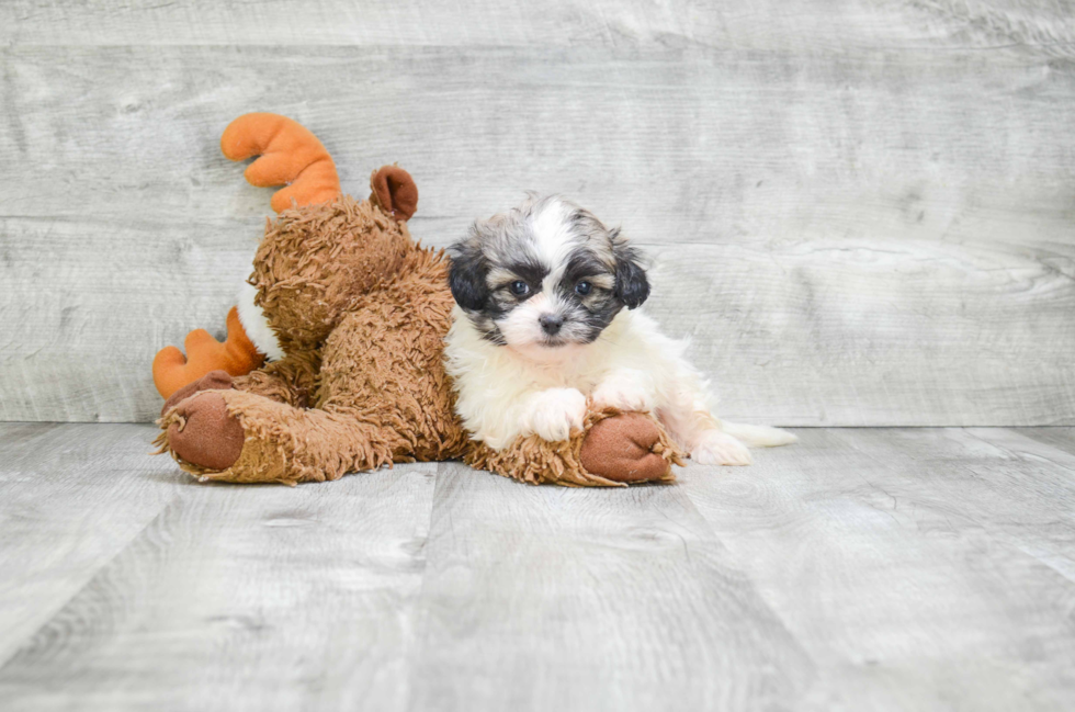 Teddy Bear Puppy for Adoption